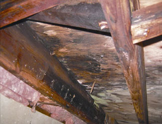 mold and rot in a Savannah crawl space