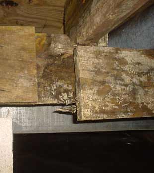 Extensive basement rot found in Macon by Lowcountry Foundation and Crawl Space Repair