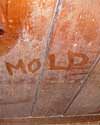 The word mold written with a finger on a moldy wood wall in Goose Creek