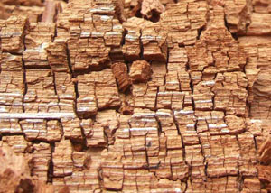 Wood severely damaged by dry rot damage in Hanahan
