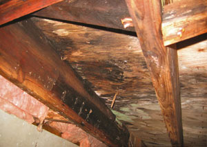 Extensive crawl space rot damage growing in Mcdonough