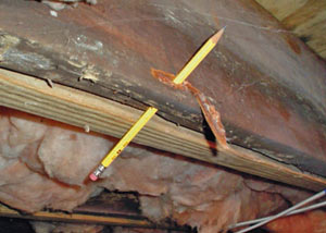 Destroyed crawl space structural wood in Johns Island