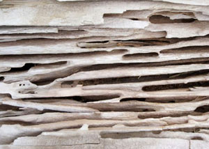 Carpenter ant tunnels and galleries in structural wood in a Mcdonough home