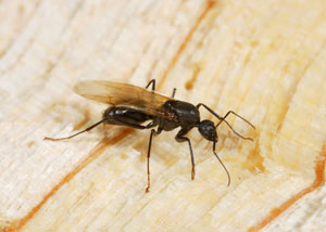Closeup of a carpenter ant breeder in Goose Creek