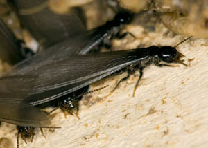 Closeup view of a termite new queen breeder in Saint Marys