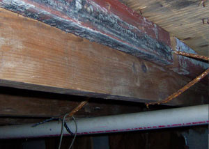 Rotting, decaying wood from mold damage in Brunswick