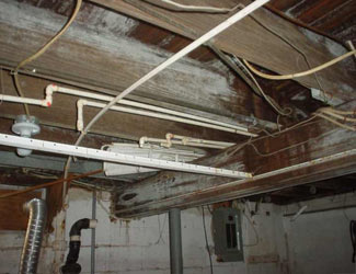 a humid basement overgrown with mold and rot in Hillsboro